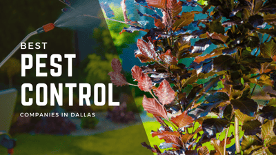Best pest control in the heart of Dallas. Which exterminators are reliable?